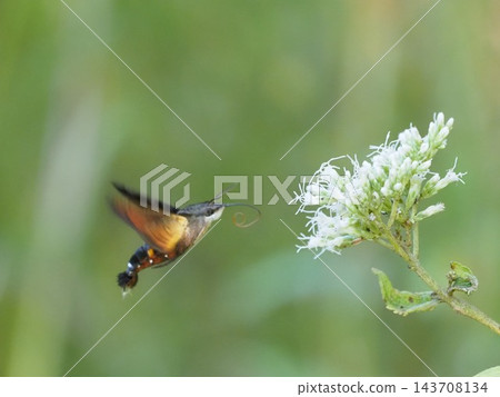 天蛾家族吸食花蜜 天蛾家族吸食花蜜 143708134