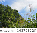 Autumn scenery Japanese pampas grass 143708225