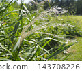 Autumn scenery Japanese pampas grass 143708226