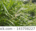 Autumn scenery Japanese pampas grass 143708227