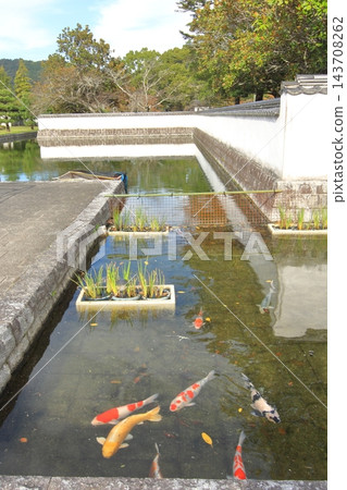 山口縣岩國市吉光公園護城河中的錦鯉和錦帶橋景色。 山口縣岩國市吉光公園護城河中的錦鯉和錦帶橋景色。 143708262
