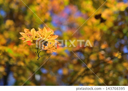 黃色的楓葉 143708395