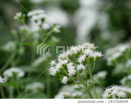 日白花澤蘭 日白花澤蘭 143708409