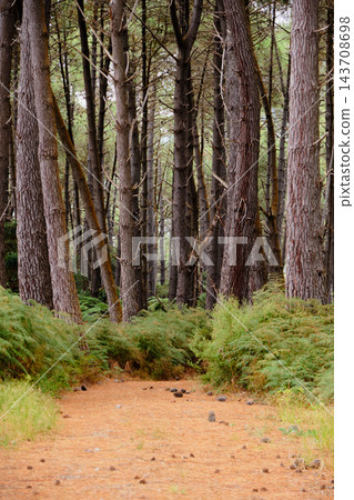Walking track - Rotorua Walking track - Rotorua 143708698