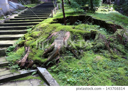 永平寺(曹洞宗總寺)院內的階梯和長滿青苔的老樹樁。 永平寺(曹洞宗總寺)院內的階梯和長滿青苔的老樹樁。 143708814