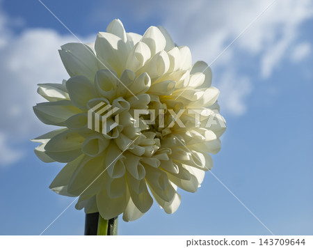 優雅純白的大麗花與白雲 優雅純白的大麗花與白雲 143709644