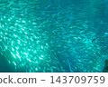 A school of fish swimming in the clear, blue-green ocean. 143709759