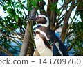 A portrait of a Humboldt penguin against a backdrop of green leaves. 143709760