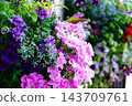 Pink and purple flowers against a backdrop of green leaves and soft bokeh. 143709761