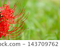 Copy space for red spider lilies and a green bokeh background 143709762