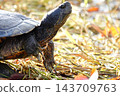 A close-up of a turtle walking on withered grass in natural light. 143709763