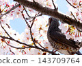 Wild birds perched on the branches of cherry trees in full bloom in spring. 143709764