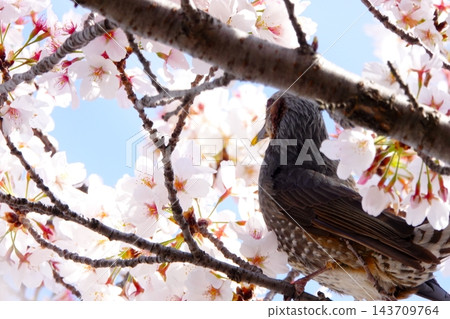 春天，野生鳥兒棲息在盛開的櫻花樹枝上。 143709764