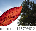 鮮紅的櫻花葉片，在逆光下呈現出半透明狀。 143709812