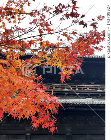 鮮紅的秋葉和寺廟大門 鮮紅的秋葉和寺廟大門 143709927