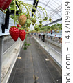 Bright red strawberries growing in a greenhouse 143709969
