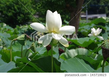 白蓮花 白蓮花 143710023