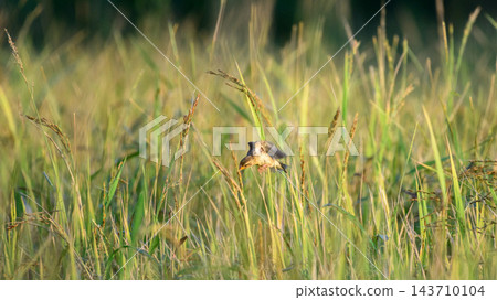 Bird in the grass. Plain prinia bird (Prinia inornata) flying among slender grass stems in a paddy field 143710104