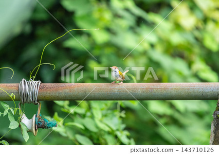 Common tailorbird perched on a rusty metal pipe against a green background Common tailorbird perched on a rusty metal pipe against a green background 143710126
