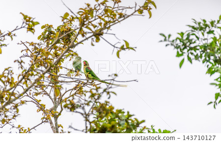 Pair of Alexandrine parakeets (Psitticula eupatria) perched on a tree branch against a bright sky 143710127