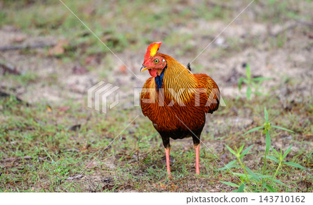 A male Sri Lankan junglefowl foraging in Wilpattu National Park, Sri Lanka 143710162