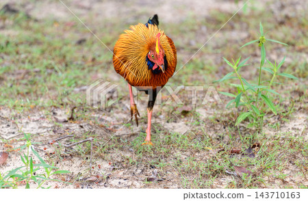 A male Sri Lankan junglefowl foraging in Wilpattu National Park, Sri Lanka A male Sri Lankan junglefowl foraging in Wilpattu National Park, Sri Lanka 143710163
