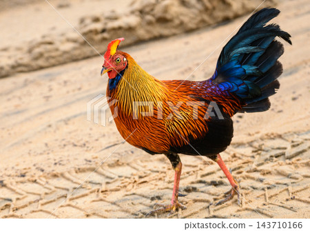 Colorful Sri Lankan junglefowl walks across sandy ground in Wilpattu National Park, Sri Lanka Colorful Sri Lankan junglefowl walks across sandy ground in Wilpattu National Park, Sri Lanka 143710166