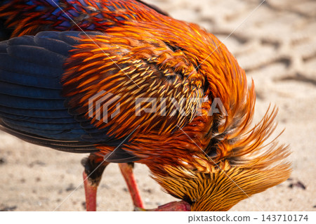 Male Sri Lankan junglefowl's colorful vibrant plumage close-up at Wilpattu National Park, Sri Lanka 143710174