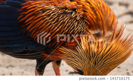Male Sri Lankan junglefowl's colorful vibrant plumage close-up at Wilpattu National Park, Sri Lanka Male Sri Lankan junglefowl's colorful vibrant plumage close-up at Wilpattu National Park, Sri Lanka 143710175