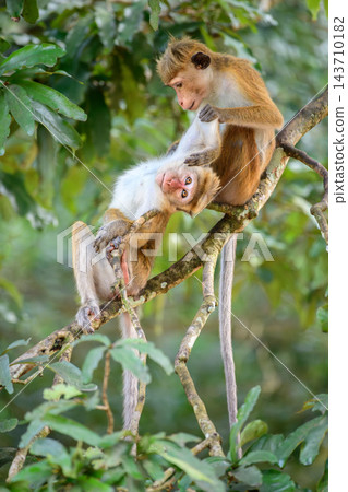 A toque macaque (Macaca sinica) monkey grooms a companion while sitting on a tree branch in the forest canopy of Wilpattu National Park. Natural social behavior and wildlife interaction A toque macaque (Macaca sinica) monkey grooms a companion while sitting on a tree branch in the forest canopy of Wilpattu National Park. Natural social behavior and wildlife interaction 143710182