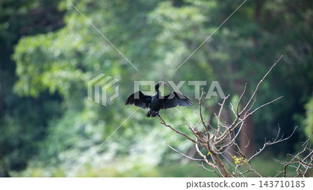 Cormorant drying its wings while perched on a bare tree branch near a wetland in Wilpattu National Park, Sri Lanka 143710185