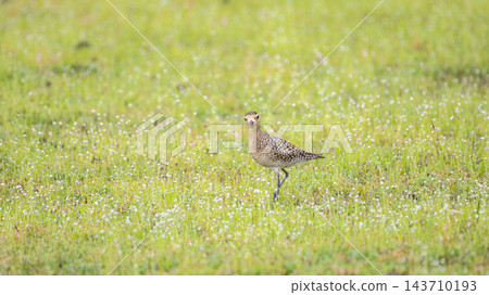 Pacific Golden Plover standing in a sunlit flowering grassy meadow at Wilpattu National Park, Sri Lanka. Pacific Golden Plover standing in a sunlit flowering grassy meadow at Wilpattu National Park, Sri Lanka. 143710193