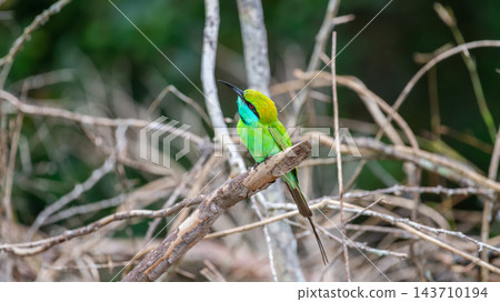 Asian green bee-eater perched on a branch in Wilpattu National Park, Sri Lanka Asian green bee-eater perched on a branch in Wilpattu National Park, Sri Lanka 143710194