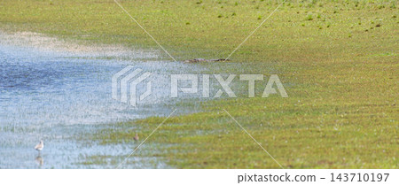 A mugger crocodile resting in the grassy shallows of a wetland at Wilpattu National Park, Sri Lanka A mugger crocodile resting in the grassy shallows of a wetland at Wilpattu National Park, Sri Lanka 143710197