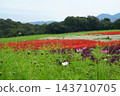 波斯菊、藍鼠尾草和千日紅 [十月] 143710705