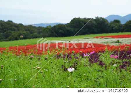 波斯菊、藍鼠尾草和千日紅 [十月] 143710705