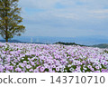 十月，矮牽牛花盛開，遠處可見大阪灣。 143710710