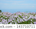 十月，矮牽牛花盛開，遠處可見大阪灣。 143710711