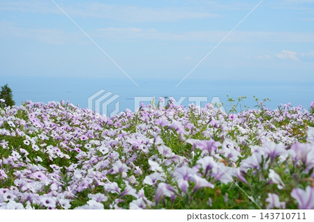 十月，矮牽牛花盛開，遠處可見大阪灣。 143710711