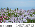 十月，矮牽牛花盛開，遠處可見大阪灣。 143710712