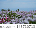 十月，矮牽牛花盛開，遠處可見大阪灣。 143710713