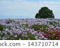 十月，矮牽牛花盛開，遠處可見大阪灣。 143710714