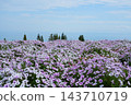 十月，矮牽牛花盛開，遠處可見大阪灣。 143710719