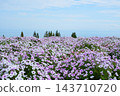 十月，矮牽牛花盛開，遠處可見大阪灣。 143710720
