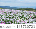 十月，矮牽牛花盛開，遠處可見明石海峽大橋。 143710721