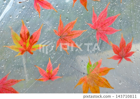 乙烯基雨傘上的楓葉圖案 乙烯基雨傘上的楓葉圖案 143710811