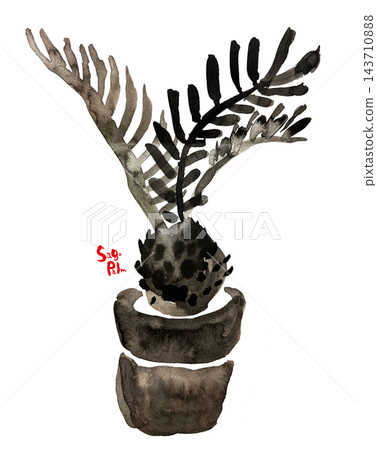 蘇鐵插圖(附文字說明) 蘇鐵插圖(附文字說明) 143710888