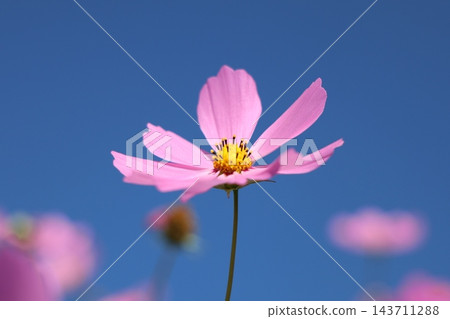發光在藍天的波斯菊 發光在藍天的波斯菊 143711288