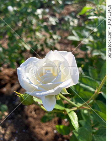 藍天白玫瑰 藍天白玫瑰 143711419