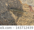 Sillaginidae caught 143712439
